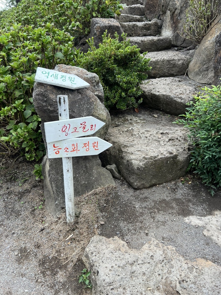 마노르블랑 핑크뮬리 클로즈업