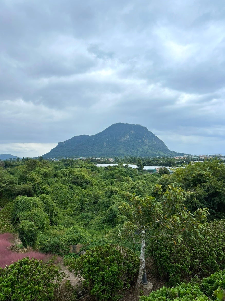 마노르블랑 댑싸리 팜파스