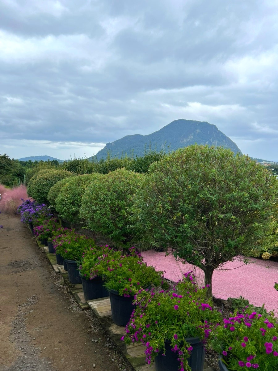 마노르블랑 핑크뮬리 산책길